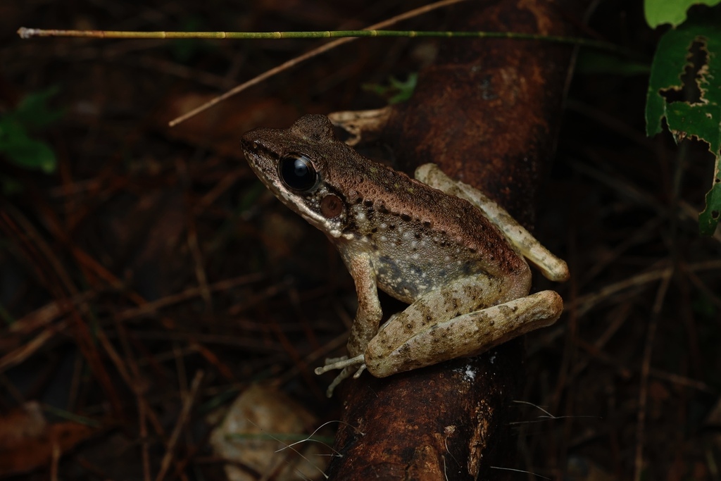 Okinawa Tip-Nosed Frog