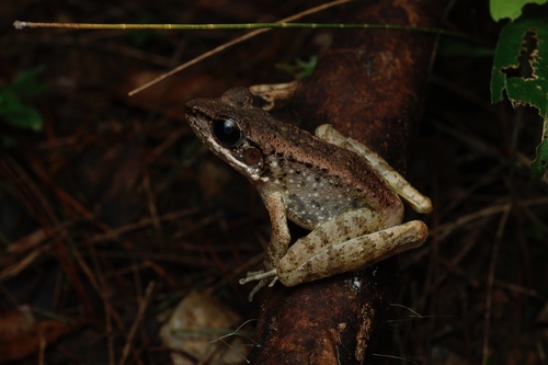 Odorrana narina (Stejneger, 1901)
