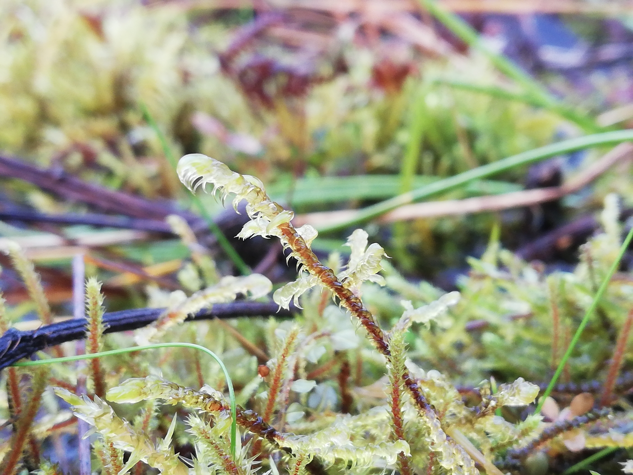 Hamatocaulis