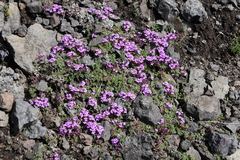 Thymus extremus