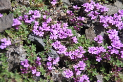 Thymus extremus