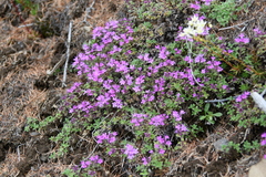 Thymus extremus