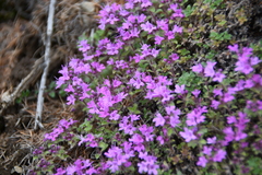 Thymus extremus