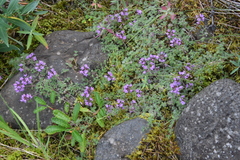 Thymus extremus