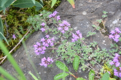 Thymus extremus