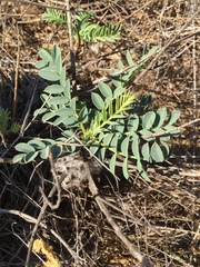 Astragalus oleifolius