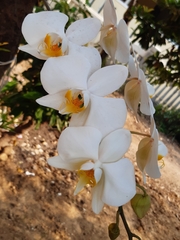 Phalaenopsis amabilis