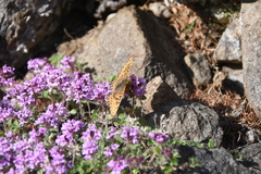 Thymus indigirkensis
