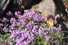 Thymus indigirkensis