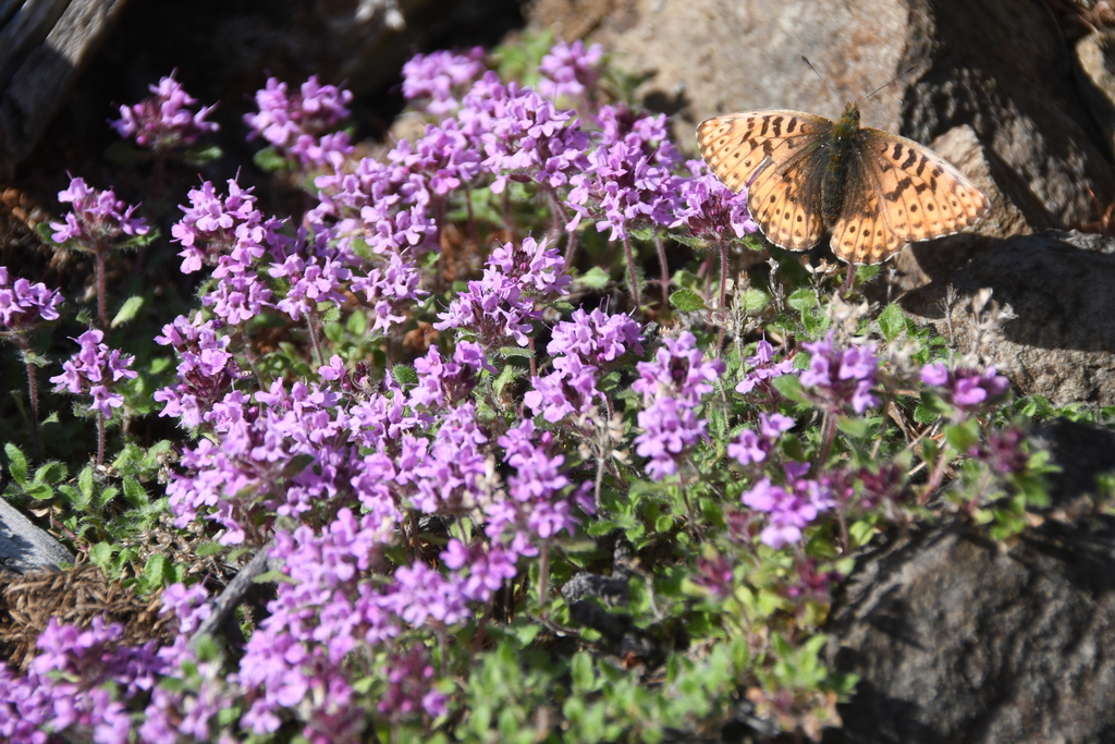 Thymus indigirkensis