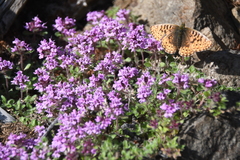 Thymus indigirkensis