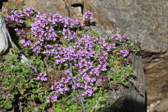 Thymus indigirkensis