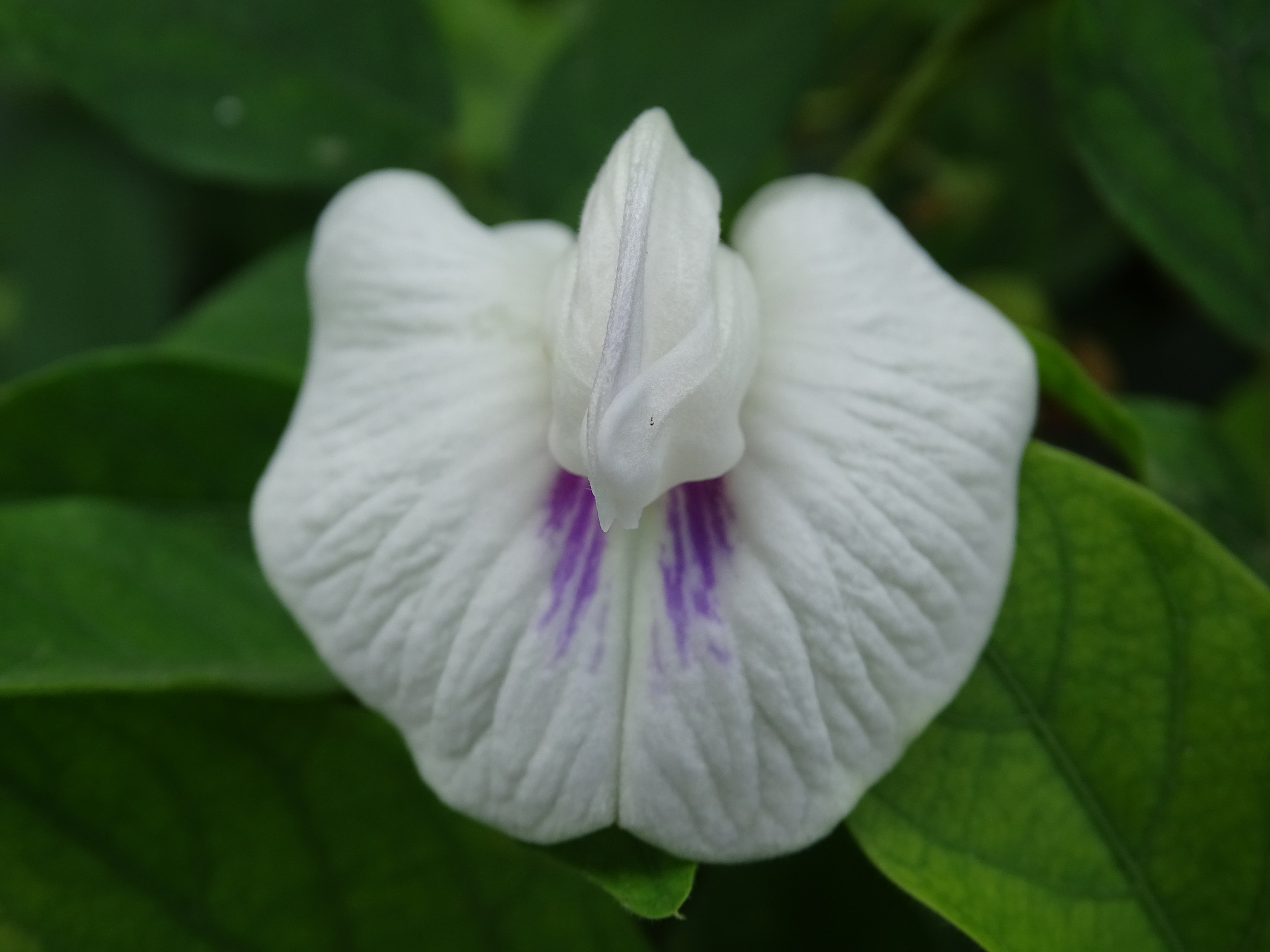 Centrosema pubescens