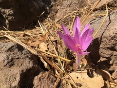 Colchicum feinbruniae