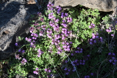 Thymus indigirkensis