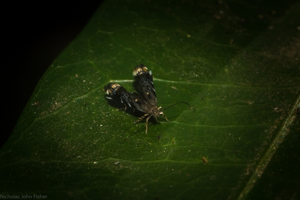 Onebala choristis