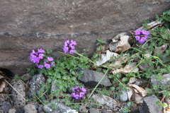 Thymus reverdattoanus