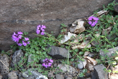 Thymus reverdattoanus