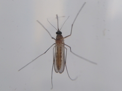 Culex pipiens