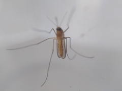 Culex pipiens