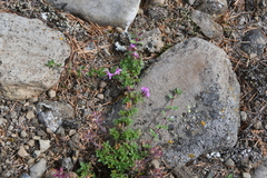 Thymus reverdattoanus