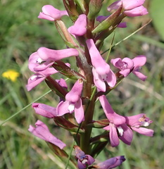 Disa stachyoides