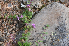 Thymus reverdattoanus