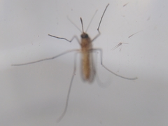 Culex pipiens