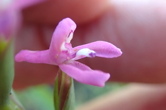 Disa stachyoides