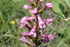 Disa stachyoides