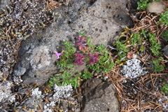 Thymus reverdattoanus