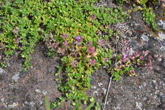 Thymus reverdattoanus