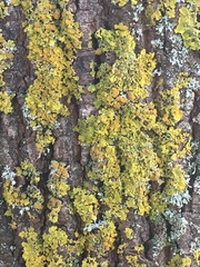 Xanthoria parietina