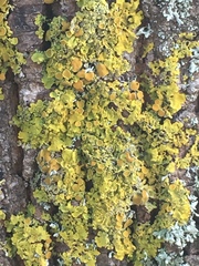 Xanthoria parietina