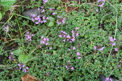 Thymus reverdattoanus