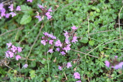 Thymus reverdattoanus