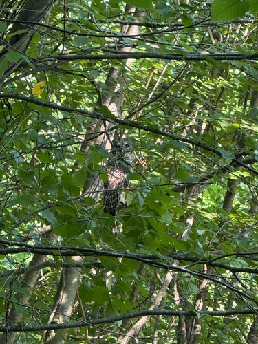 View observation of {o.common_name} on iNaturalist