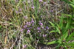 Thymus sergievskajae