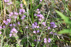 Thymus sergievskajae