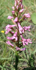 Disa stachyoides