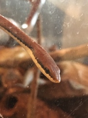 Liopeltis tricolor