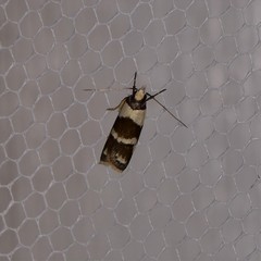 Eulechria triferella