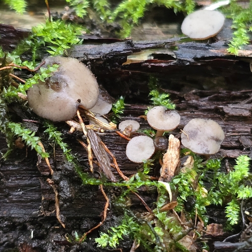 Tatraea sp. 'PA01'