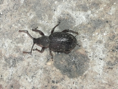 Otiorhynchus cribricollis