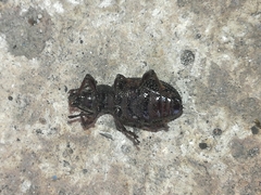 Otiorhynchus cribricollis