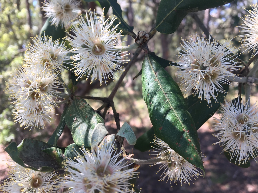 Syncarpieae