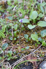 Pinguicula algida