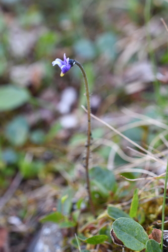 Pinguicula algida