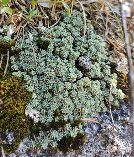 Saxifraga diapensioides, photograph 6