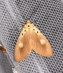 Asota iodamia